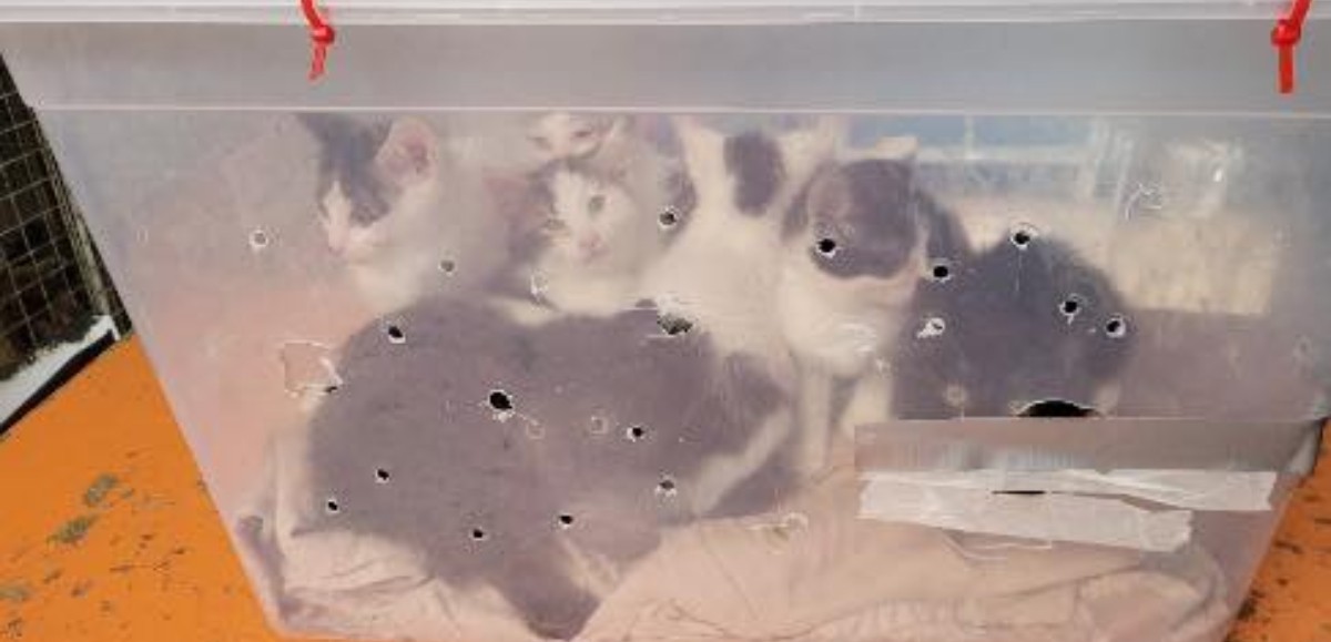 Vermelles : une boîte abandonnée avec 7 chatons  retrouvée devant le refuge