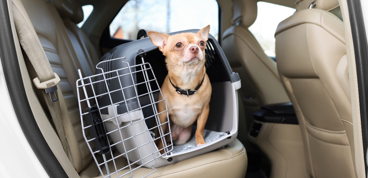 Comment bien faire voyager mon chien en voiture ?