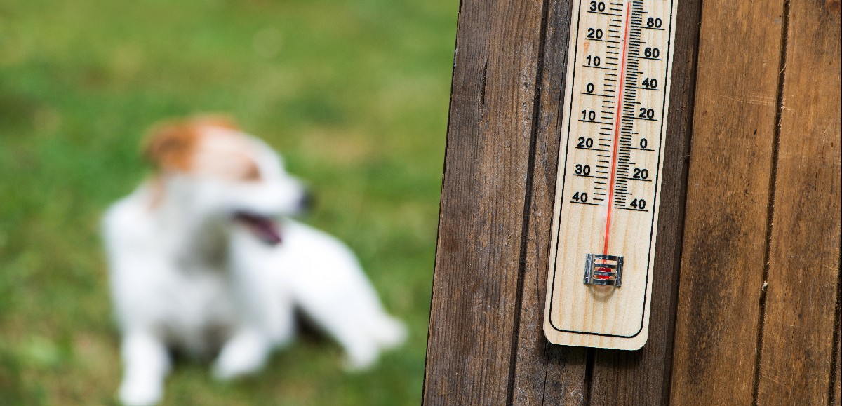 Comment bien protéger mon chien de la chaleur ?