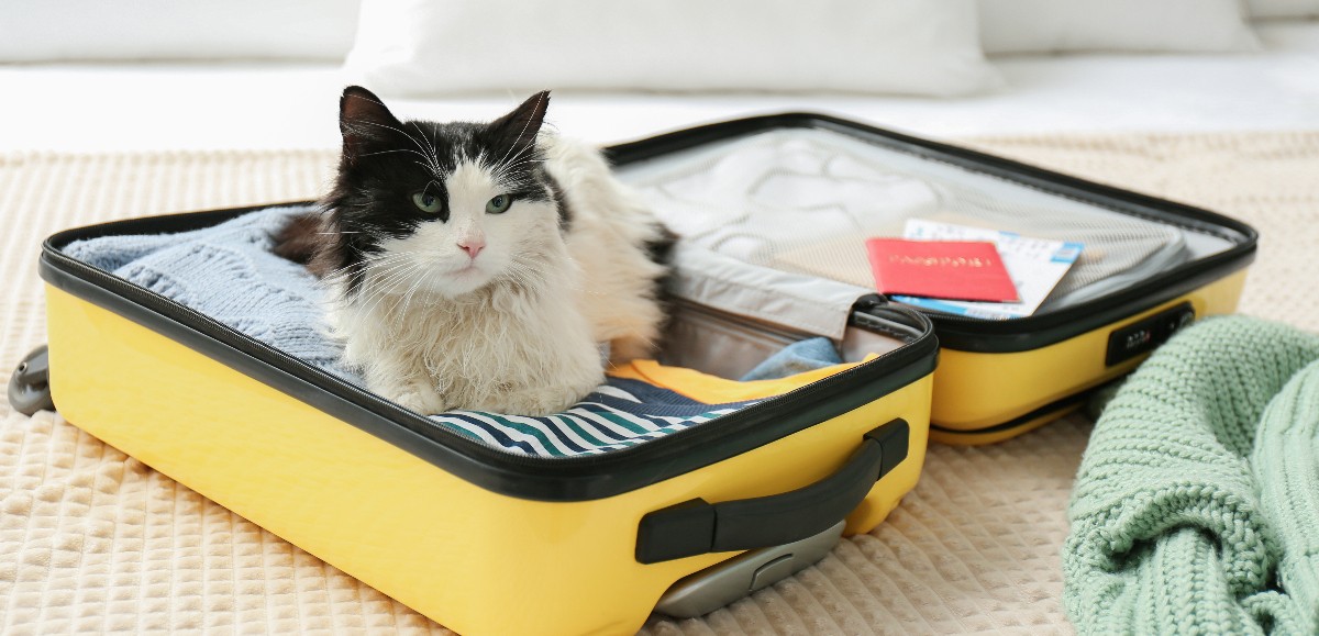 Santé, transport… ce qu’il faut savoir avant d’emmener son chat en vacances 