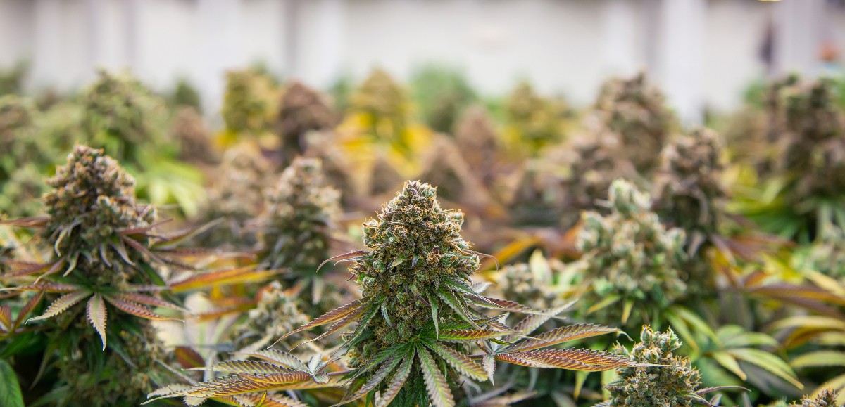 À Vermelles, un couple cultivait depuis trois ans un champ… de cannabis 