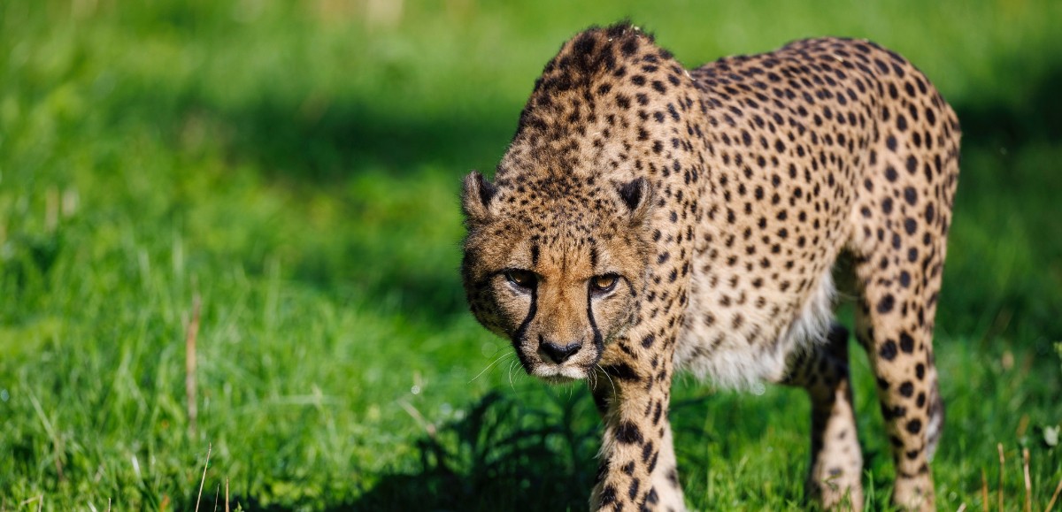 Le zoo belge Pairi Daiza accueille trois nouveaux guépards