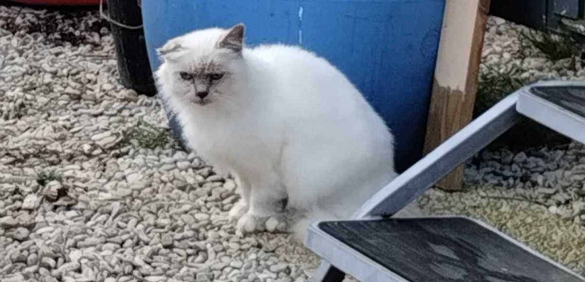 Un chat perdu en Savoie retrouvé… 6 ans plus tard dans le Pas-de-Calais 