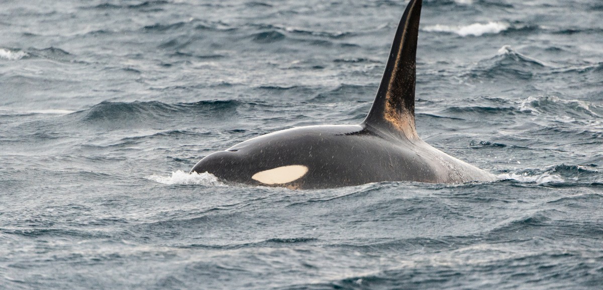 Une orque échouée sur la plage de La Panne en Belgique 