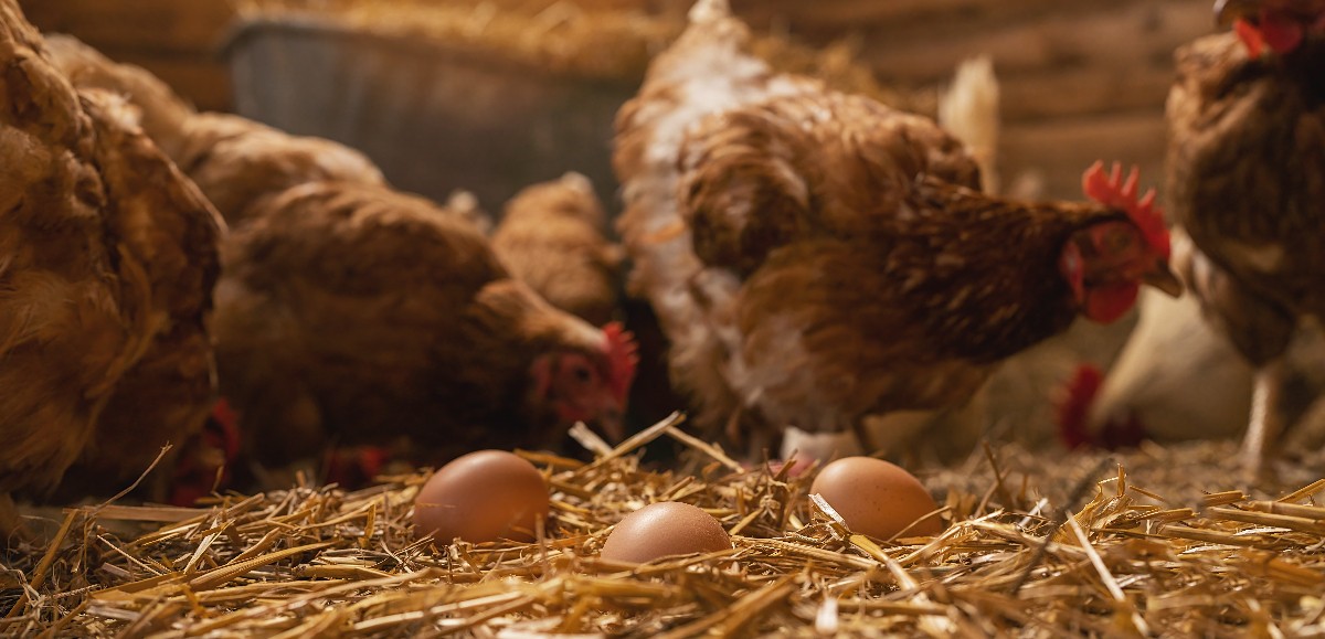 3 000 poules distribuées près de Lille pour leur éviter l’abattoir 