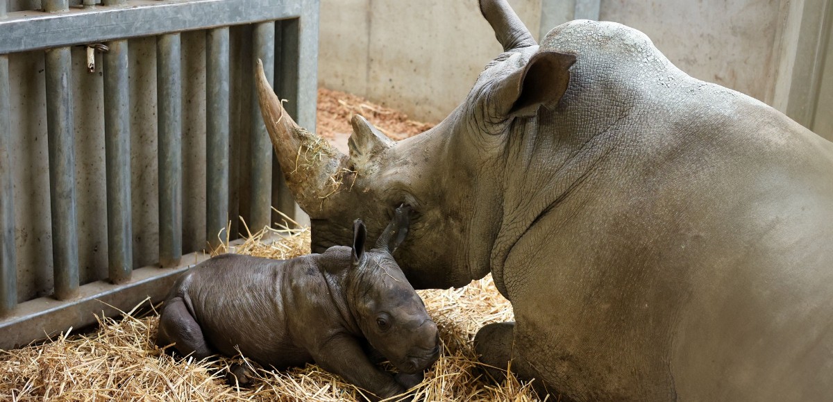 Le zoo belge Pairi Daiza annonce la naissance d’un rhinocéros blanc 