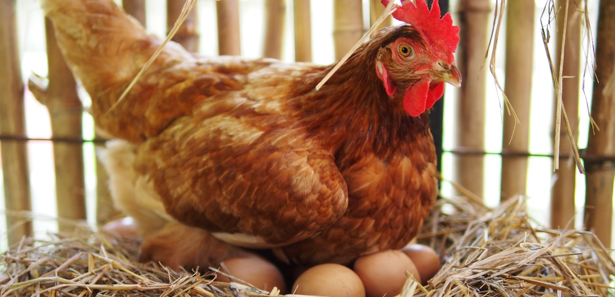 Les œufs domestiques sont-ils pollués dans les Hauts-de-France ? L’ARS va enquêter début 2024