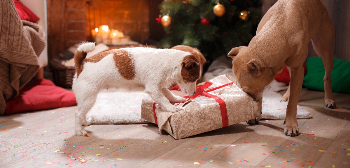 Noël : 70% des Français vont offrir un cadeau à leur animal de compagnie 