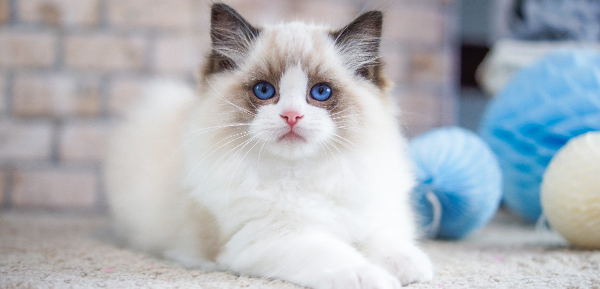 Beuvry : 200 chats de race à découvrir lors d’une nouvelle exposition internationale 