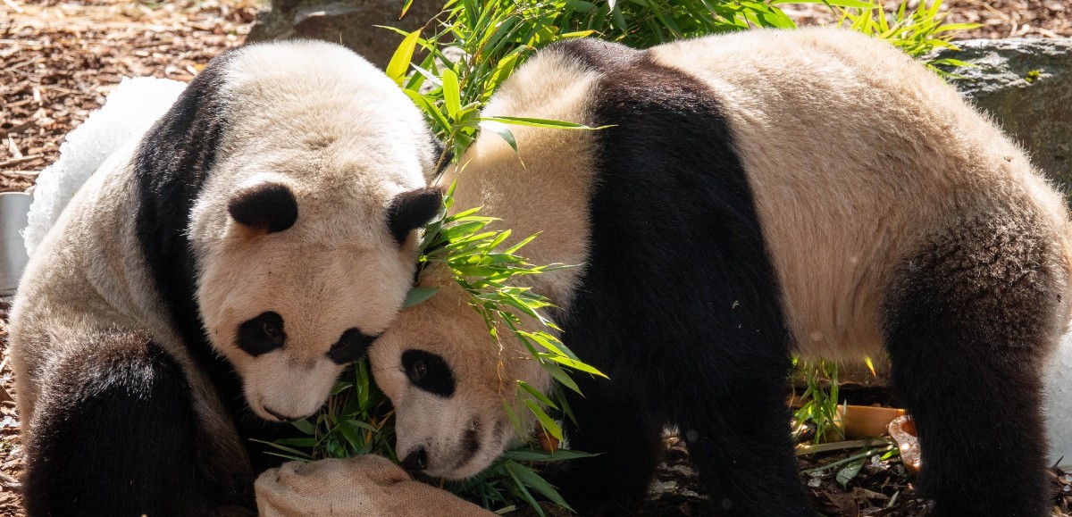 Les pandas nés à Pairi Daiza vont repartir en Chine 