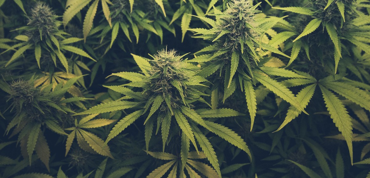 Une plantation de cannabis démantelée à Loison-sous-Lens