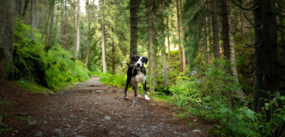 Promener son chien sans laisse en forêt est désormais passible d’une amende