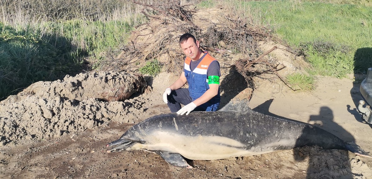 Deux dauphins échoués sur une plage du Pas-de-Calais en deux jours