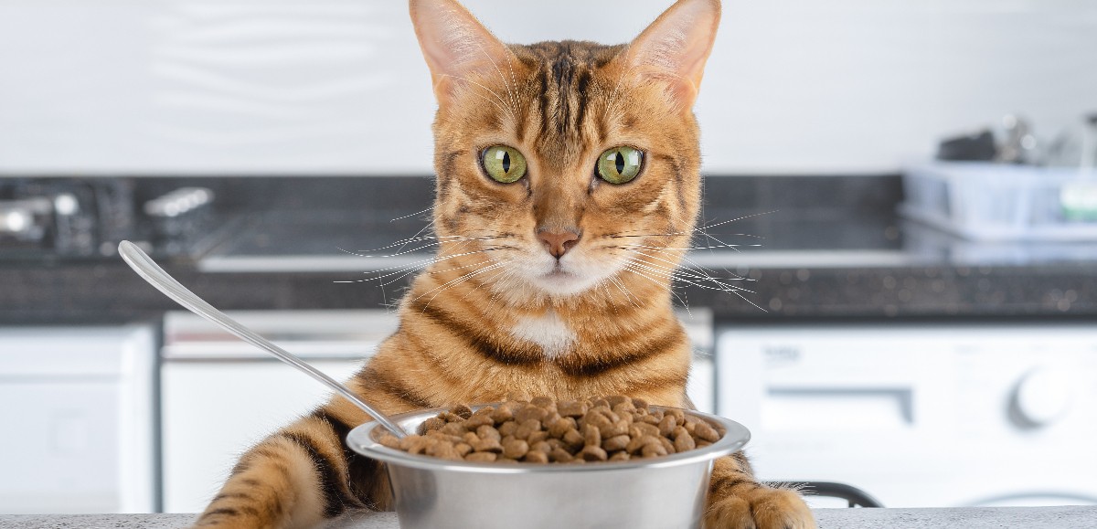 Pourquoi il ne faut pas donner ces aliments à votre chat ?  