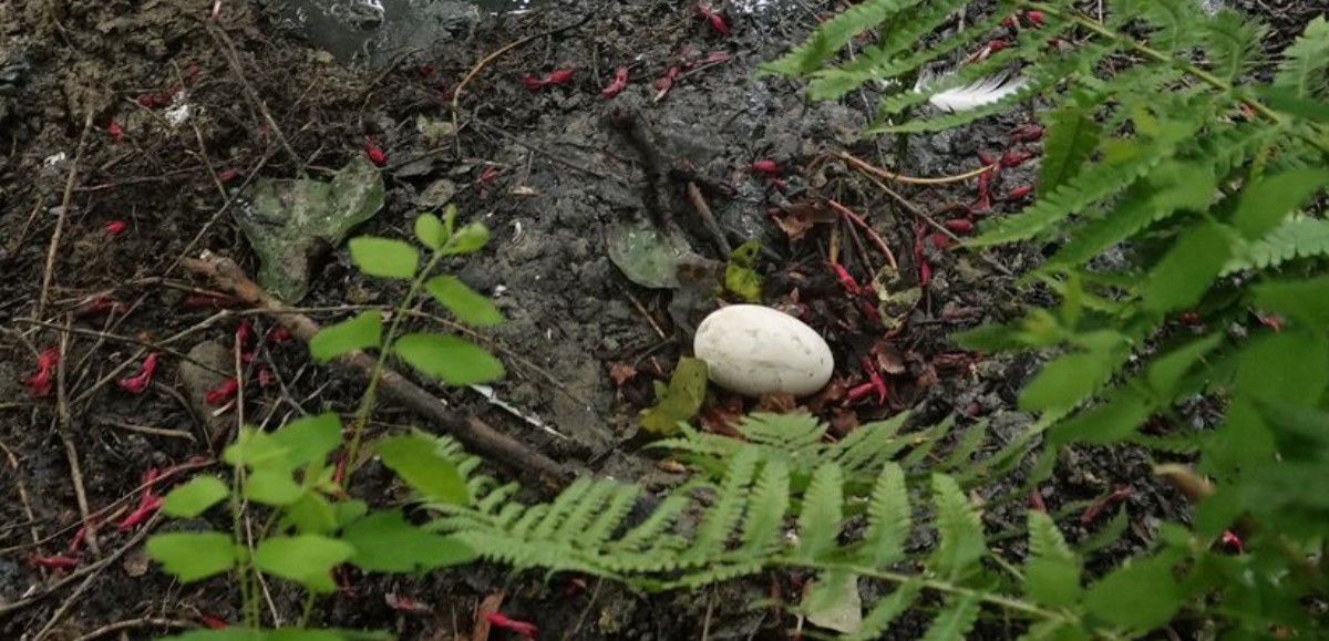 Bellewaerde : un œuf de flamant rose retrouvé dans le parc 
